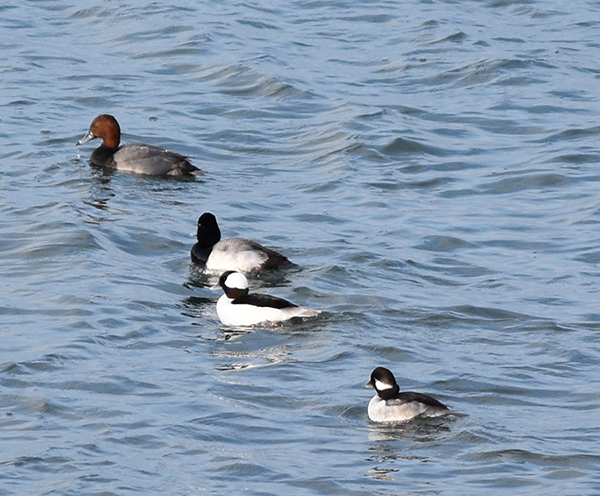 lake st. clair ducks