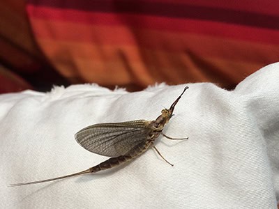 fishfly mayfly image